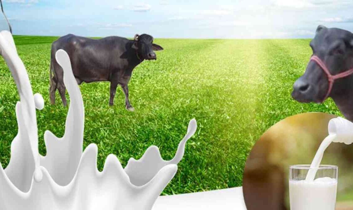 wellhealthorganic.com : buffalo milk good for health